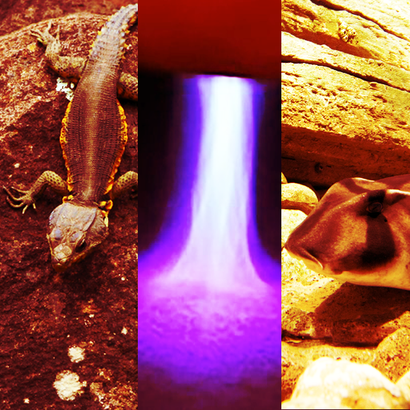 מהנשמדע 4/12 – מחקרים חדשים ביותר