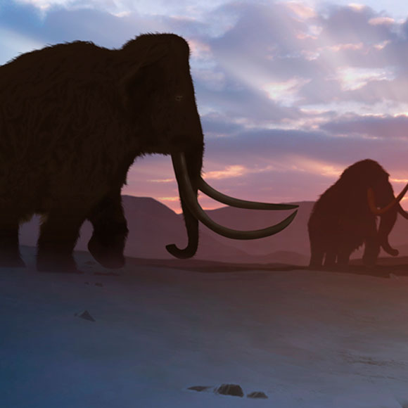 Ist das Mammut ausgestorben?