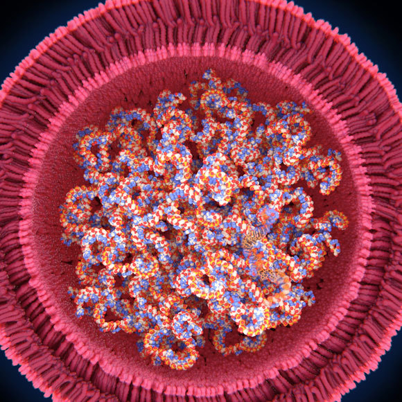 חיסוני mRNA: לא טכנולוגיה חדשה