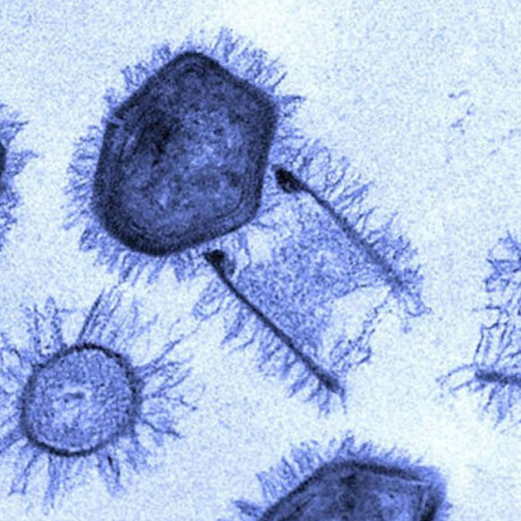 קולטני אור נגיפיים במצולות