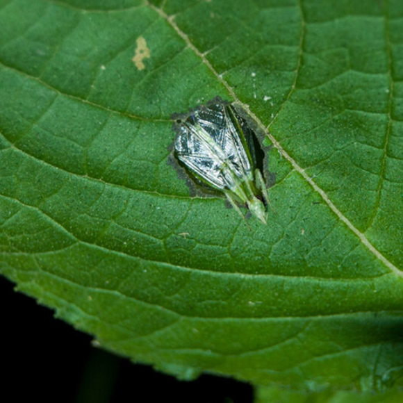 המגפון של הצרצרים