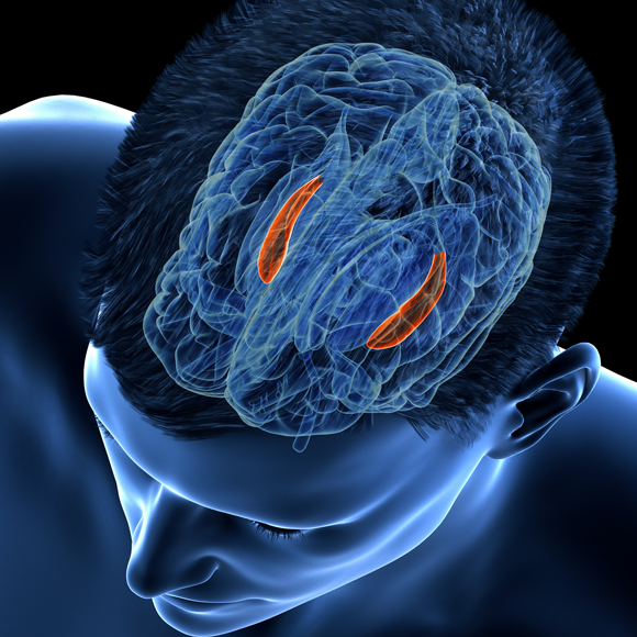 תאים בממד הזמן