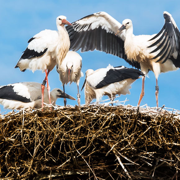 משפחתי וחיות אחרות
