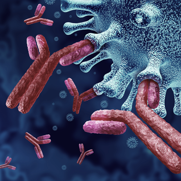 כמה זמן נשארים הנוגדנים אצל מחלימי קורונה?