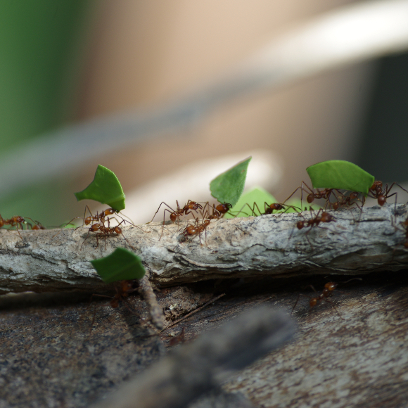 השריון של הנמלים הגוזרות