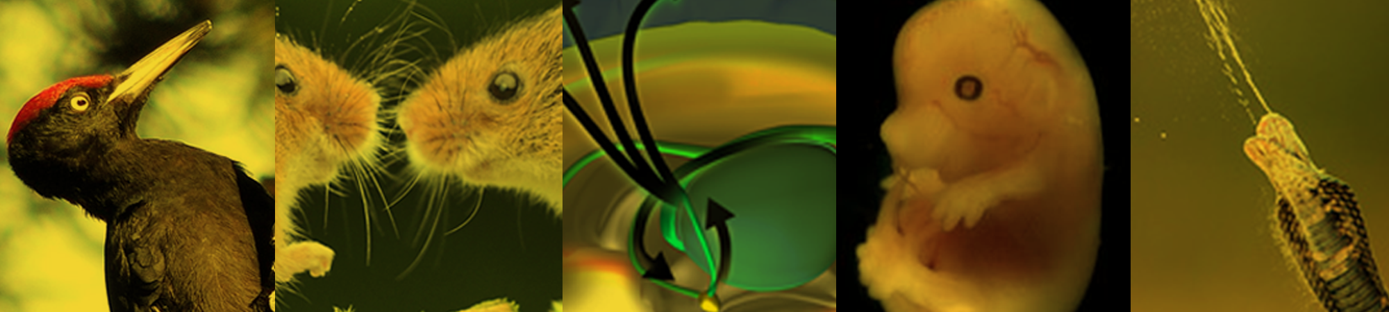 מהנשמדע 28/01 – מחקרים חדשים ביותר