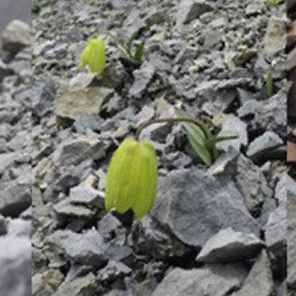 צמחי מרפא בעל כורחם