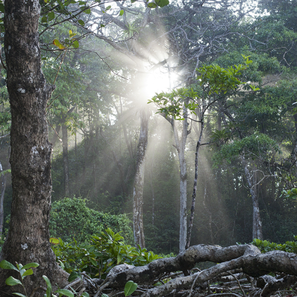 מה עצים אוכלים?
