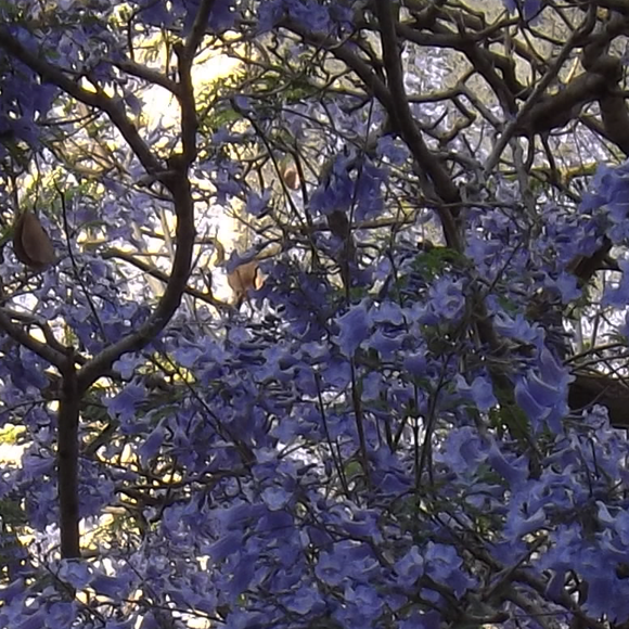 מסביב לעולם עם עצי הנוי