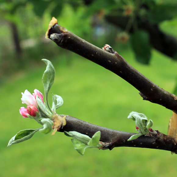 הרכבה: השיטה שמשלבת את כל היתרונות