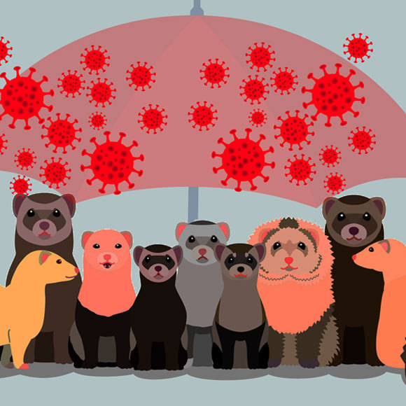 התרסיס שמורט לקורונה את הקוצים