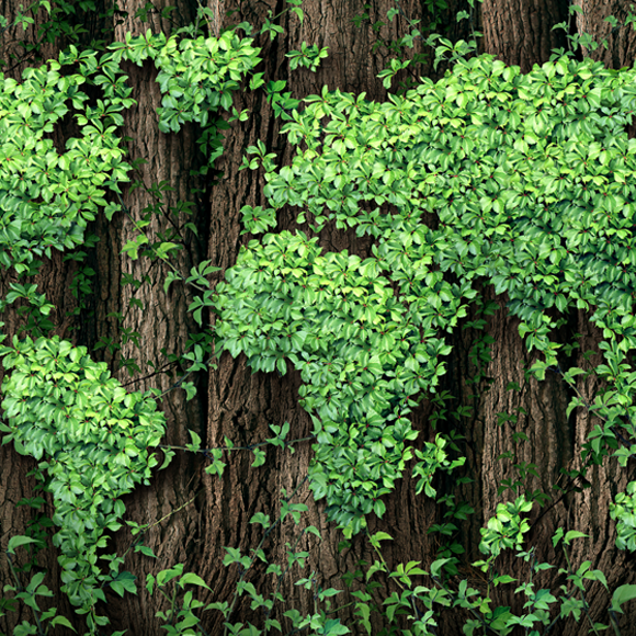 כמה עצים יש בעולם?