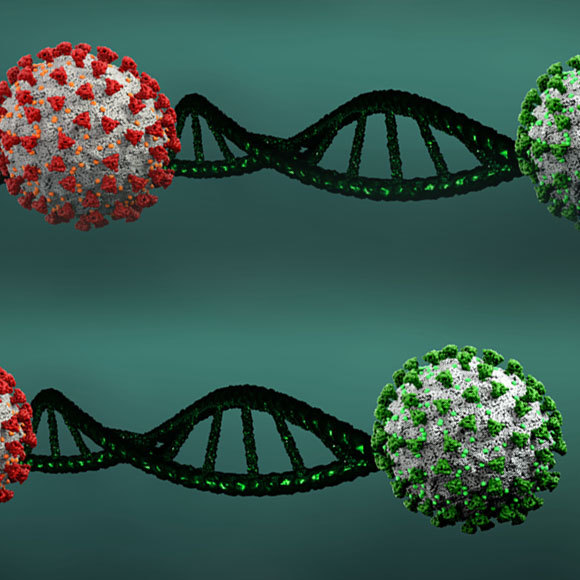 הווריאנט הבריטי: מדבק יותר, לא קטלני יותר