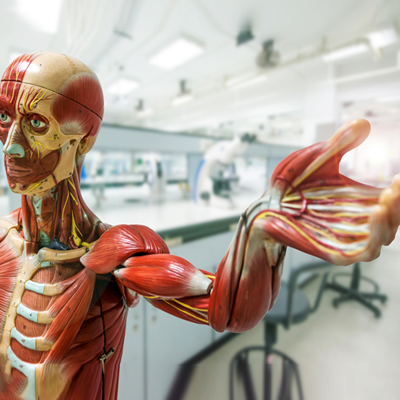 השריר הנעלם