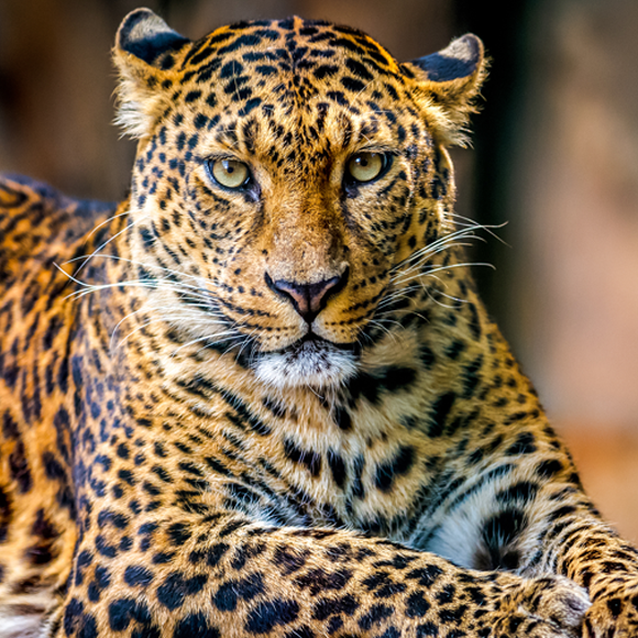 איך קיבל הנמר את חברבורותיו?