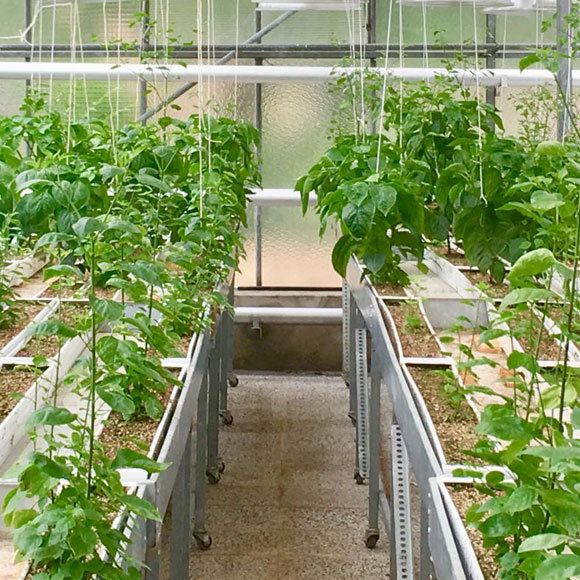 משחקי השורש