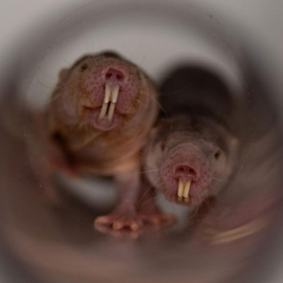 הקול נשאר במשפחה