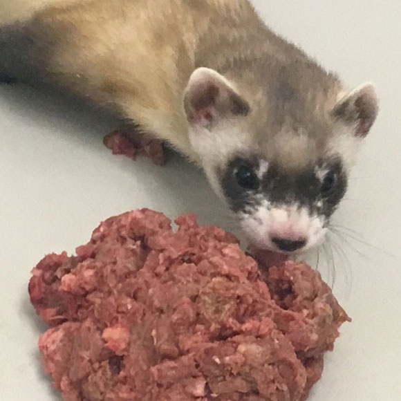 שיבוט נגד הכחדה