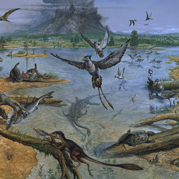 איך הציפורים פרשו כנפיים?