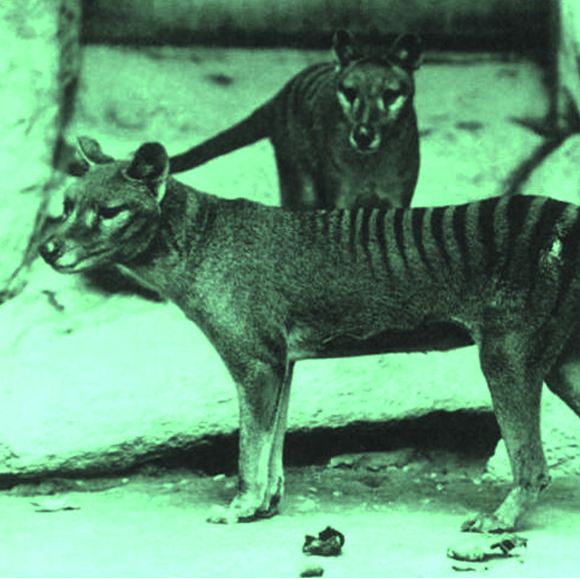 הדמיון החיצוני מתחיל בינקות