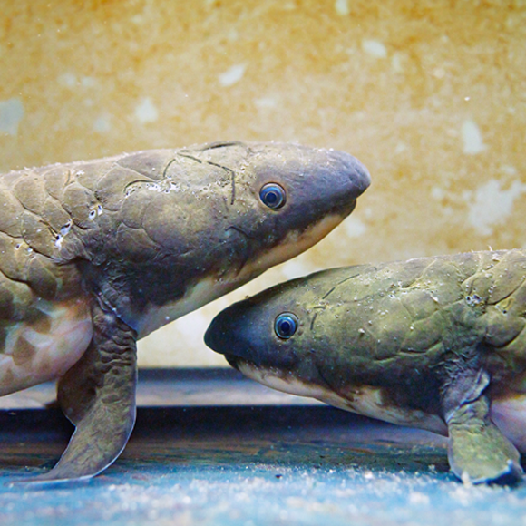 הגנים שהעלו אותנו ליבשה