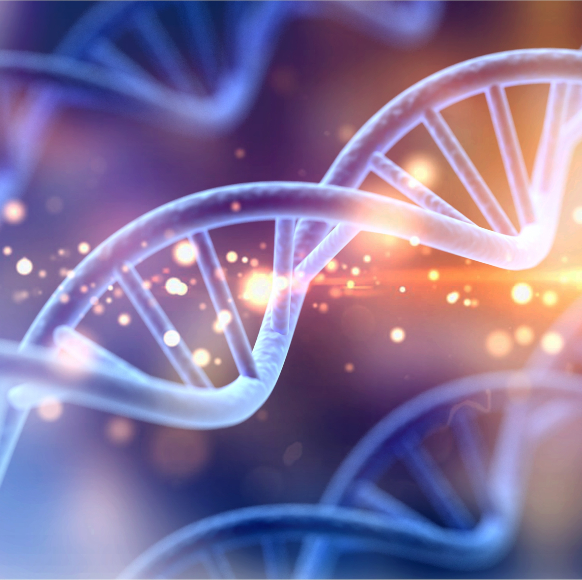 Junior Genetics Quiz #13