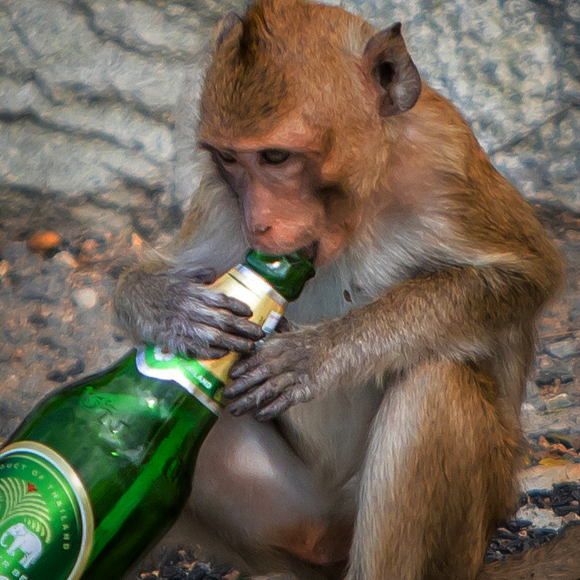 שותים כמו חיות