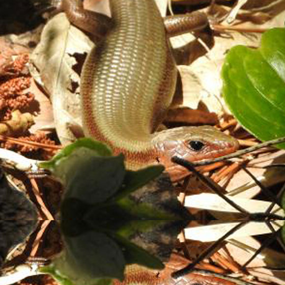 הלטאות שקיבלו חוֹם