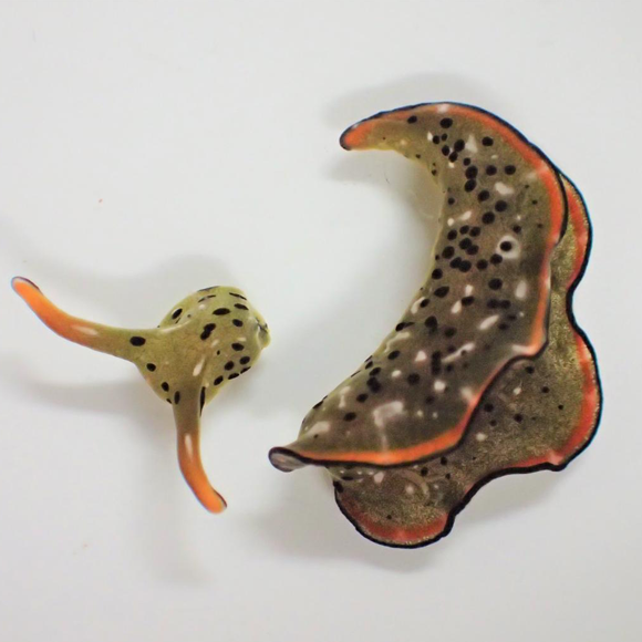 לאבד את הראש כדי להבריא