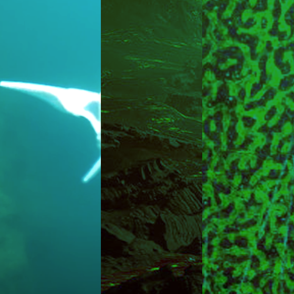 מהנשמדע 12/3 – מחקרים חדשים ביותר