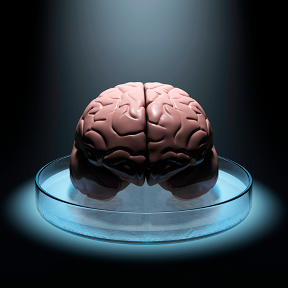 משחקי המוח: אנחנו מול הניאנדרטלים