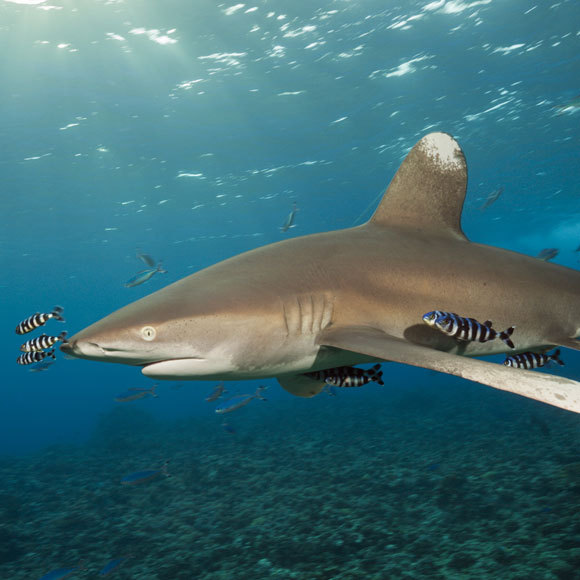 לאן נעלמים הכרישים?