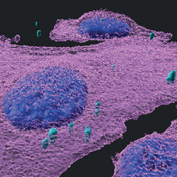 החיידקים שנלחמים בסרטן