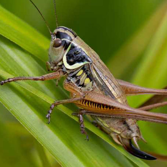 מלחמת הקיום של צמחי ההרים