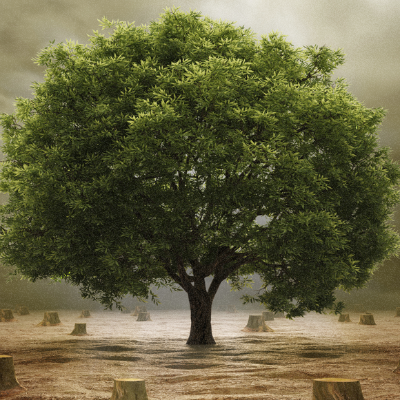 Baum des Lebens und der gemeinsame Ursprung