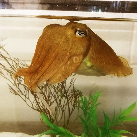 הרכיכות שיודעות להתאפק