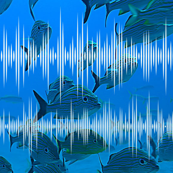 מורידים את הווליום