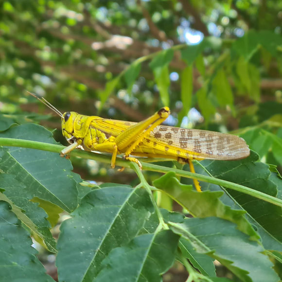 הארבה בישראל: מה צריך לדעת?