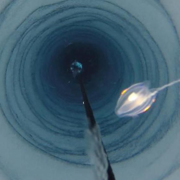 החיים במעמקים הקפואים