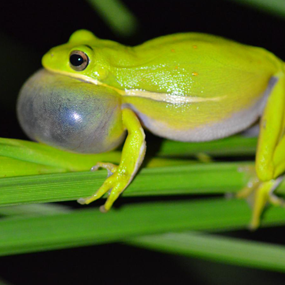 האוזניות מבטלות הרעש של הצפרדעים