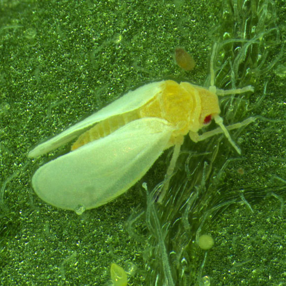 כשחרק “גנב” לצמח גֵן