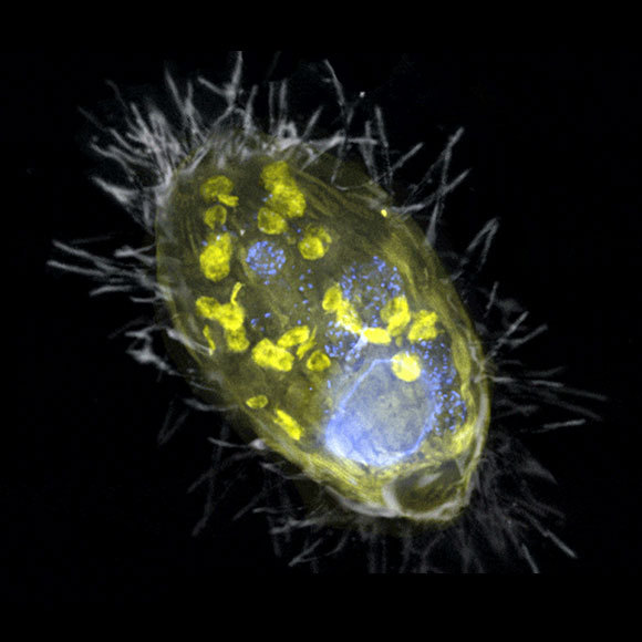 וגר חיידק עם ריסנית