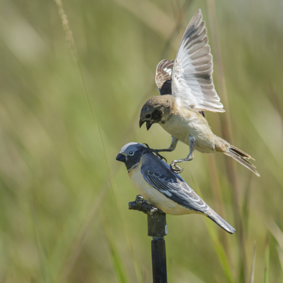 מאחד יוצאים שניים