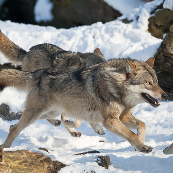 הוויכוח המדעי שהוליד אידיאולוגיה חברתית-פוליטית