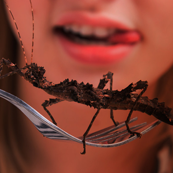 Wenn es keine Steaks gibt, essen wir Heuschrecken