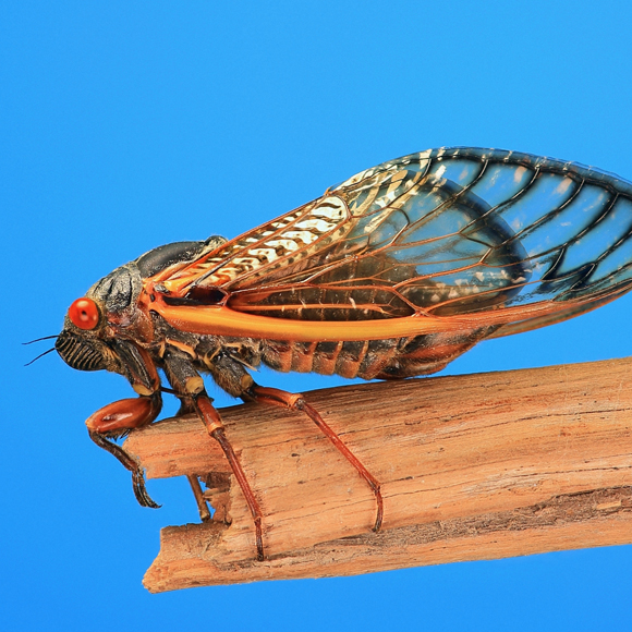 The Cicadas that Jumped the Gun