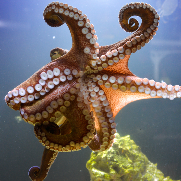 שמונה הזרועות ה”רואות” של התמנון