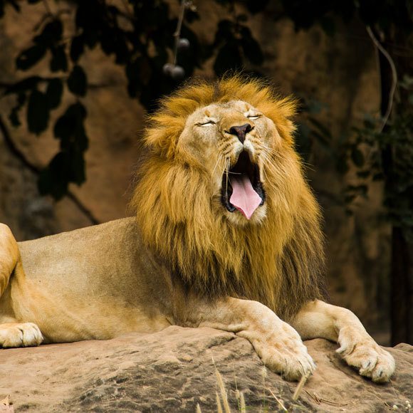 אריה יפהק, מי לא… יפהק גם?