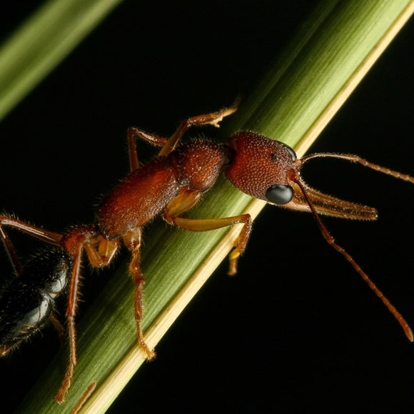 נמלים עם ראש גדול. ואז קטן. ושוב גדול