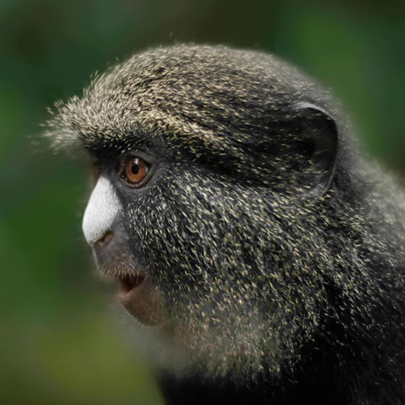 בוא מהר, יש נמר!